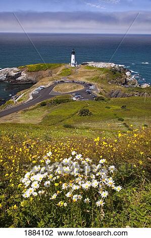 wildflowers and yaquina head lighthouse; oregon, united states of america View Large Photo Image Stock Image - wildflowers and yaquina head lighthouse; oregon, united states of america. Fotosearch