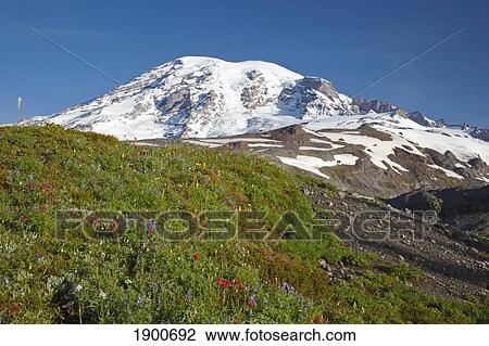 wildflowers at the foot of mount rainier in paradise park in mt. rainier national park; washington, united states of america View Large Photo Image Stock Image - wildflowers at the foot of mount rainier in paradise park in mt. rainier national park; washington, united states of america. Fotosearch