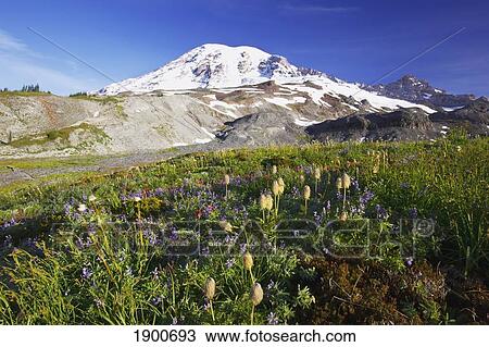 wildflowers at the foot of mount rainier in paradise park in mt. rainier national park; washington, united states of america View Large Photo Image Stock Image - wildflowers at the foot of mount rainier in paradise park in mt. rainier national park; washington, united states of america. Fotosearch