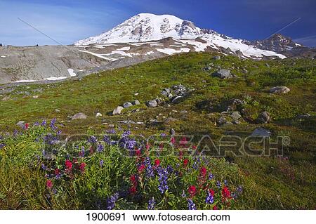 wildflowers at the foot of mt. rainier in paradise park in mt. rainier national park; washington, united states of america View Large Photo Image Stock Image - wildflowers at the foot of mt. rainier in paradise park in mt. rainier national park; washington, united states of america. Fotosearch
