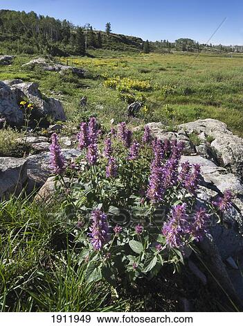 wildflowers growing in an alpine meadow; colorado, united states of america View Large Photo Image Stock Photo - wildflowers growing in an alpine meadow; colorado, united states of america. Fotosearch