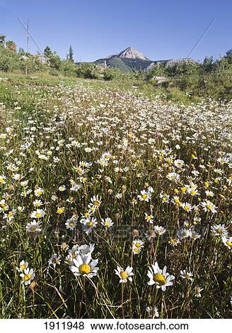 wildflowers in a meadow with a mountain in the distance against a blue sky; colorado, united states of america View Large Photo Image Stock Photo - wildflowers in a meadow with a mountain in the distance against a blue sky; colorado, united states of america. Fotosearch