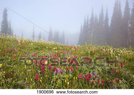 wildflowers in the morning fog in paradise park in mt. rainier national park; washington, united states of america View Large Photo Image Stock Photograph - wildflowers in the morning fog in paradise park in mt. rainier national park; washington, united states of america. Fotosearch