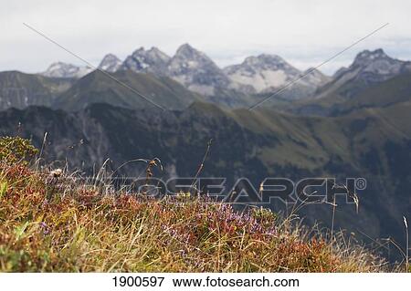 wildflowers on a mountain ridge with a valley and mountain range in the background; oberstdorf, germany View Large Photo Image Stock Photo - wildflowers on a mountain ridge with a valley and mountain range in the background; oberstdorf, germany. Fotosearch