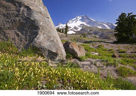 wildflowers with mount hood in the background; timberline, oregon, united states of america View Large Photo Image Picture - wildflowers with mount hood in the background; timberline, oregon, united states of america. Fotosearch