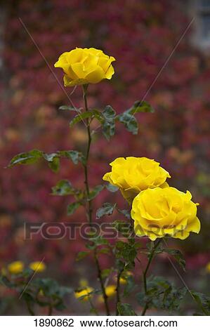yellow roses on stems; scottish borders, scotland View Large Photo Image Stock Image - yellow roses on stems; scottish borders, scotland. Fotosearch