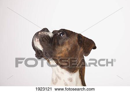 肖像画 の ボクサー犬 白 背景 ストックイメージ Fotosearch