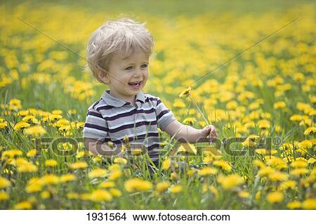 18-month-old boy in dandelion field; thunder bay, ontario, canada View Large Photo Image Picture - 18-month-old boy in dandelion field; thunder bay, ontario, canada. Fotosearch