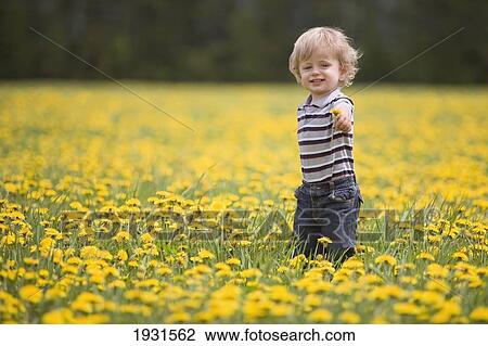 18-month-old boy in dandelion field; thunder bay, ontario, canada View Large Photo Image Stock Image - 18-month-old boy in dandelion field; thunder bay, ontario, canada. Fotosearch