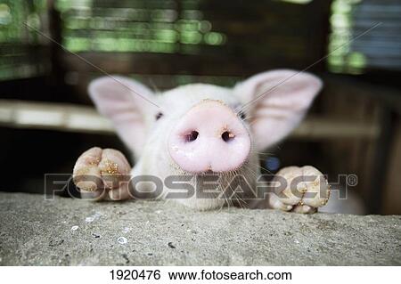 Stock Photograph - a baby pig in it's pen; bias city, s island, s orientlal, philippines. Fotosearch
