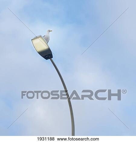 a bird sitting on a lamp post at tarifa harbor; tarifa, cadiz, andalusia, spain View Large Photo Image Stock Photo - a bird sitting on a lamp post at tarifa harbor; tarifa, cadiz, andalusia, spain. Fotosearch