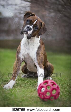 Stock Photo - a boxer dog sits with a ball on the grass; edmonton, alberta, canada. Fotosearch