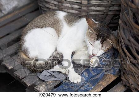 a cat licks her paw at a fish market; bias city, s island, s oriental, philippines View Large Photo Image Stock Photo - a cat licks her paw at a fish market; bias city, s island, s oriental, philippines. Fotosearch