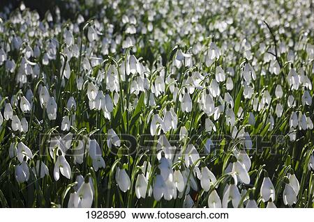 Stock Image - a field of white flowers; dumfries, scotland. Fotosearch