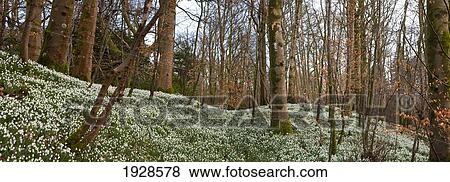 a forest with white wildflowers covering the ground; dumfries, scotland View Large Photo Image Stock Photo - a forest with white wildflowers covering the ground; dumfries, scotland. Fotosearch