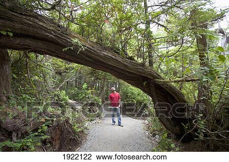 a man hiking along the wild pacific trail; ucluelet, vancouver island, british columbia, canada View Large Photo Image Stock Image - a man hiking along the wild pacific trail; ucluelet, vancouver island, british columbia, canada. Fotosearch