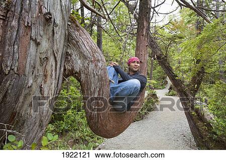Stock Image - a man sits in a large redwood tree along the wild pacific trail; ucluelet, vancouver island, british columbia, canada. Fotosearch