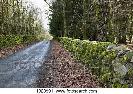 Stock Image - a moss covered stone wall along a road; dumfries, scotland. Fotosearch