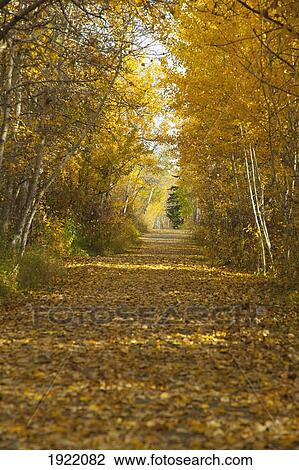 a pathway covered in leaves in autumn; st. albert, alberta, canada View Large Photo Image Stock Image - a pathway covered in leaves in autumn; st. albert, alberta, canada. Fotosearch