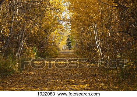 a pathway covered in leaves in autumn; st. albert, alberta, canada View Large Photo Image Stock Image - a pathway covered in leaves in autumn; st. albert, alberta, canada. Fotosearch