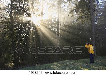 a person photographs the sun shining through morning fog and trees; happy valley, oregon, united states of america View Large Photo Image Stock Photograph - a person photographs the sun shining through morning fog and trees; happy valley, oregon, united states of america. Fotosearch