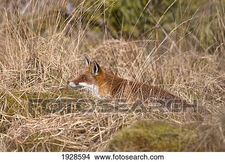 Picture - a red fox (vulpes vulpes) hiding in brown grass; dumfries, scotland. Fotosearch