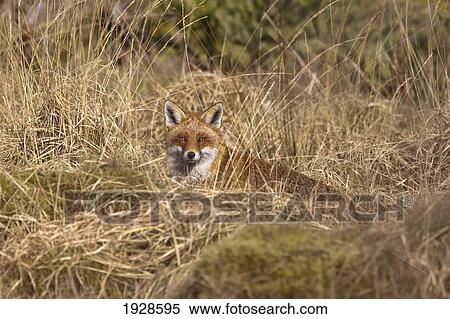 a red fox (vulpes vulpes) hiding in brown grass; dumfries, scotland View Large Photo Image Stock Photography - a red fox (vulpes vulpes) hiding in brown grass; dumfries, scotland. Fotosearch