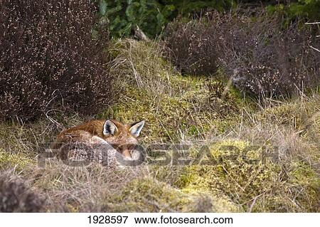 a red fox (vulpes vulpes) sleeping in brown grass; dumfries, scotland View Large Photo Image Stock Photo - a red fox (vulpes vulpes) sleeping in brown grass; dumfries, scotland. Fotosearch