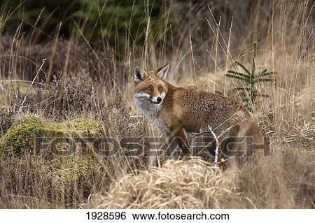 Stock Photograph - a red fox (vulpes vulpes) standing in brown grass; dumfries, scotland. Fotosearch
