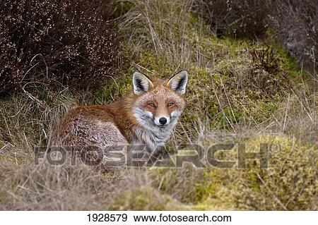 a red fox (vulpes vulpes) View Large Photo Image Stock Photo - a red fox (vulpes vulpes). Fotosearch