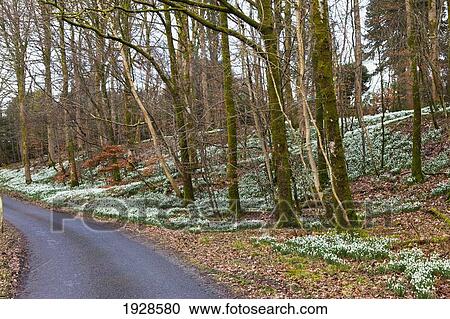 Stock Image - a road with bare trees along the edge in autumn; dumfries, scotland. Fotosearch