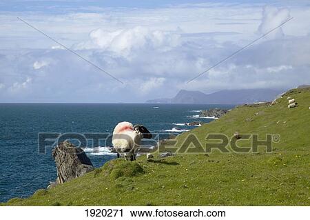 A Sheep With A Red Marking On It'S Back Grazing On The Atlantic Drive On Achill Island; County Mayo, Ireland View Large Photo Image Stock Image - A Sheep With A Red Marking On It'S Back Grazing On The Atlantic Drive On Achill Island; County Mayo, Ireland. Fotosearch