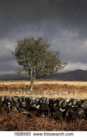 a stone fence and one tree under a dark, cloudy sky; dumfries, scotland View Large Photo Image Stock Image - a stone fence and one tree under a dark, cloudy sky; dumfries, scotland. Fotosearch