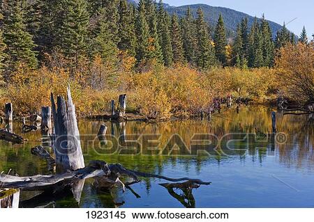 a stream near vermillion lakes in banff national park; banff, alberta, canada View Large Photo Image Stock Photography - a stream near vermillion lakes in banff national park; banff, alberta, canada. Fotosearch