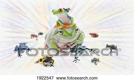 Stock Photo - a variety of poison dart frogs (dendrobates ventrimaculatus). Fotosearch