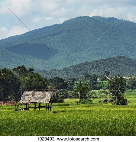a wooden shelter in a mountainous area; mae hia, chiang mai province, thailand View Large Photo Image Stock Image - a wooden shelter in a mountainous area; mae hia, chiang mai province, thailand. Fotosearch