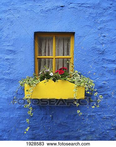 a yellow flower box under the window of a blue house; kinsale, county cork, ireland View Large Photo Image Stock Image - a yellow flower box under the window of a blue house; kinsale, county cork, ireland. Fotosearch