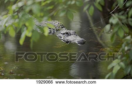 Stock Photograph - alligator glides along surface of wetland pool in the forest; florida, united states of america. Fotosearch