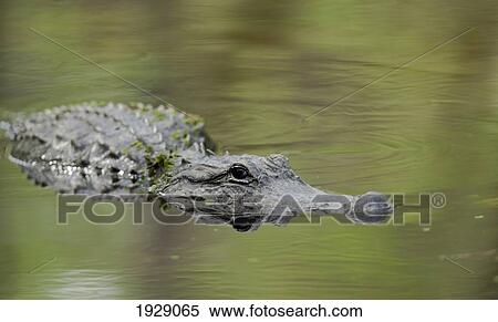 Stock Photography - alligator in water; florida, usa. Fotosearch