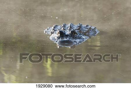 alligator on surface of water; florida, usa View Large Photo Image Stock Image - alligator on surface of water; florida, usa. Fotosearch