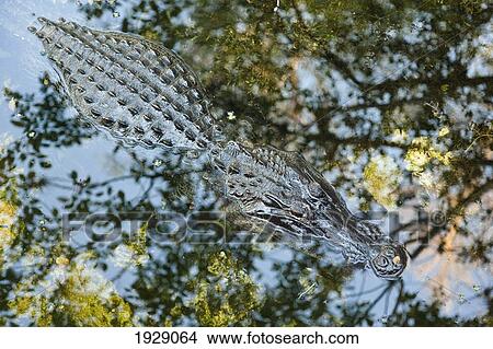Picture - alligator resting in wetland with reflection of tree and sky; florida, usa. Fotosearch