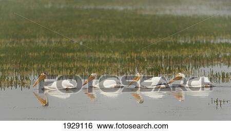 Stock Photograph - american white pelicans (pelecanus erythrorhynchos) swim in a line on a misty morning on the yellowstone river; wyoming, united states of america. Fotosearch