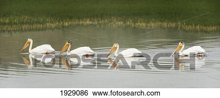 Stock Photograph - american white pelicans swim in a line on the yellowstone river; wyoming, usa. Fotosearch