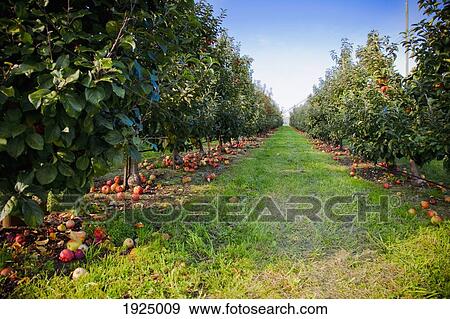 an apple orchard in the pacific northwest; everson, washington, united states of america View Large Photo Image Stock Photo - an apple orchard in the pacific northwest; everson, washington, united states of america. Fotosearch