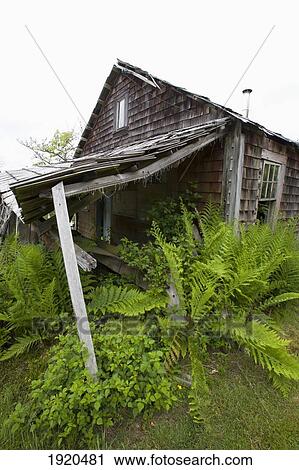 an old wooden abandoned heritage house sits in ruins in cougar annie's garden at boat basin at hesquiat harbor; clayoquot sound, british columbia, canada View Large Photo Image Stock Image - an old wooden abandoned heritage house sits in ruins in cougar annie's garden at boat basin at hesquiat harbor; clayoquot sound, british columbia, canada. Fotosearch