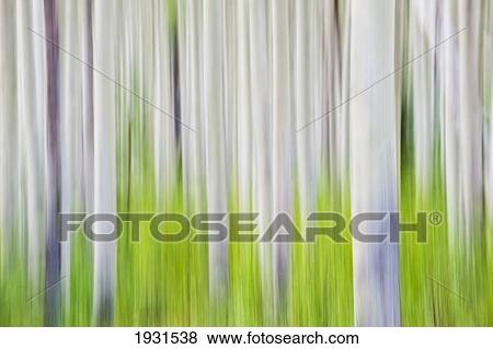 Stock Photo - aspen tree blurry abstract; canada. Fotosearch