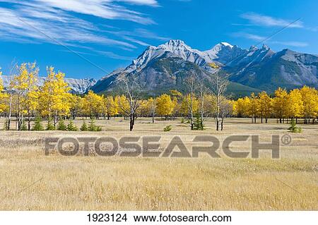Picture - aspens in a meadow in banff national park; banff, alberta, canada. Fotosearch