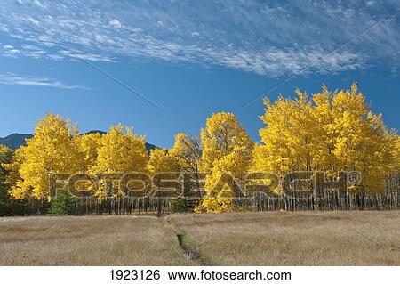 Stock Photograph - aspens in a meadow in banff national park; banff, alberta, canada. Fotosearch