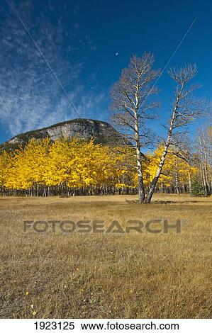 aspens in a meadow in banff national park with a quarter moon overhead; banff, alberta, canada View Large Photo Image Stock Photography - aspens in a meadow in banff national park with a quarter moon overhead; banff, alberta, canada. Fotosearch