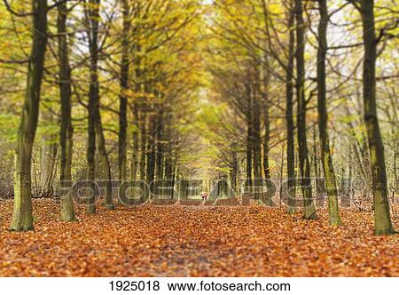 Stock Photo - avenue of trees in autumn; amsterdam, the netherlands. Fotosearch